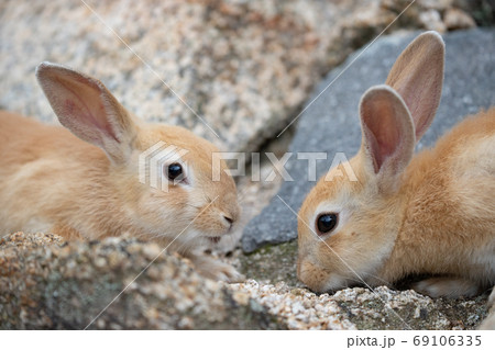 野生の仔ウサギ -うさぎの楽園 大久野島- 69106335
