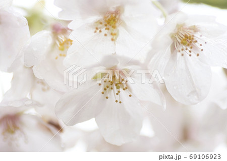 【町田市】恩田川の桜 69106923