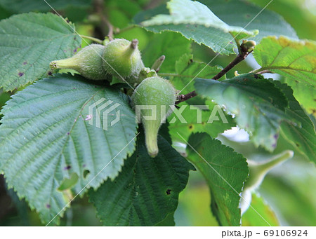 ツノハシバミの実 69106924