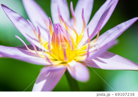 Beautiful pink water lilies, pink water lilies with leaves blurr 69107238