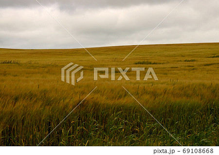 Wheat Field in a Strong Breeze at Dusk Wheat Field in a Strong Breeze at Dusk 69108668