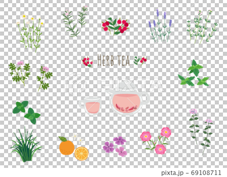 Herbal tea and herbs illustration Herbal tea and herbs illustration 69108711