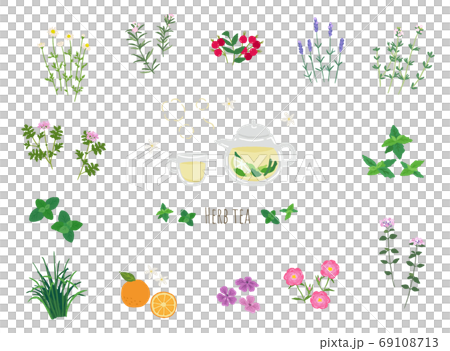 フレッシュハーブティーとハーブのイラスト 69108713