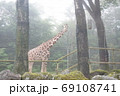 こっちを向いているキリン　富士サファリパークにて 69108741
