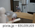 リビングのダイニングテーブルでくつろぐ文鳥 69109169