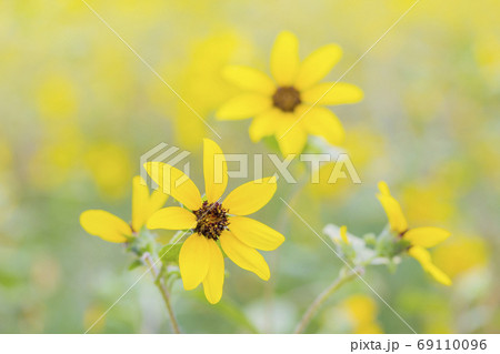 サンフィニティのヒマワリ畑 サンフィニティのヒマワリ畑 69110096