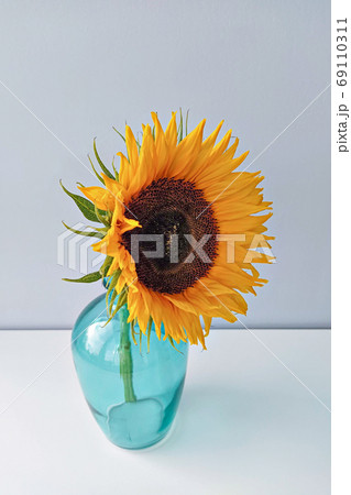Single sunflower flower in blue vase against light background 69110311
