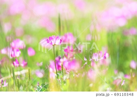 春の日に咲き誇るレンゲの花の写真素材