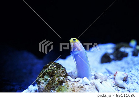 魚　熱帯魚　水族館　水槽　墨田　水　泳ぐ　涼しい　海　夏 69111636