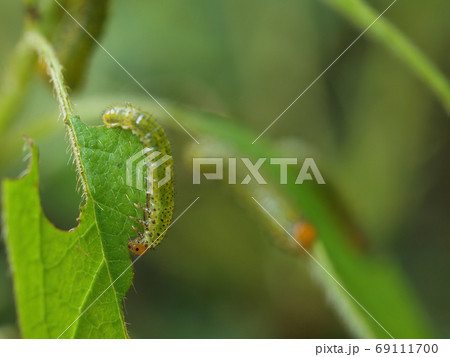 Close up shot of a Arge ochropus eating a leaf 69111700