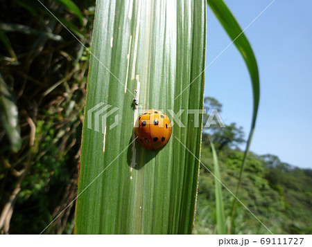 Close up shot of a Seven-spot ladybird on a leaf 69111727