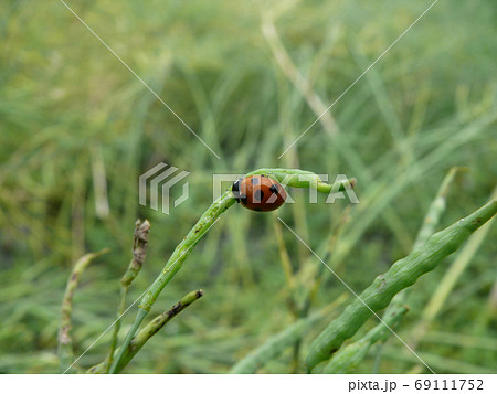 Close up shot of a Seven-spot ladybird on a leaf 69111752