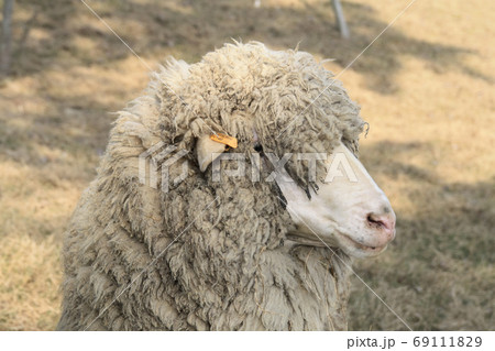 Close up shot of a cute sheep in Green Forest Close up shot of a cute sheep in Green Forest 69111829