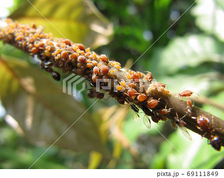 Close up shot of a brunch cover with pest 69111849