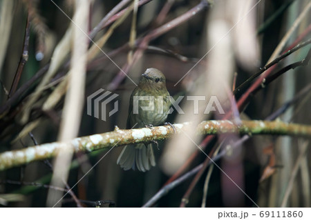 Close up shot of a White-tailed robin resting on the brunch 69111860