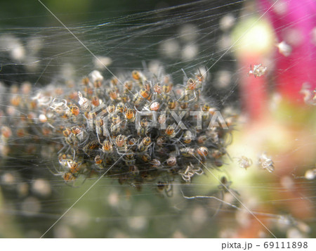 Close up shot of many baby spiders on net in Queens Town Close up shot of many baby spiders on net in Queens Town 69111898