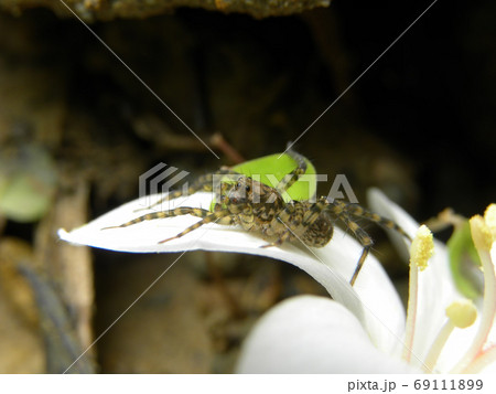 Close up shot of Pardosa milvina spider on a flower Close up shot of Pardosa milvina spider on a flower 69111899