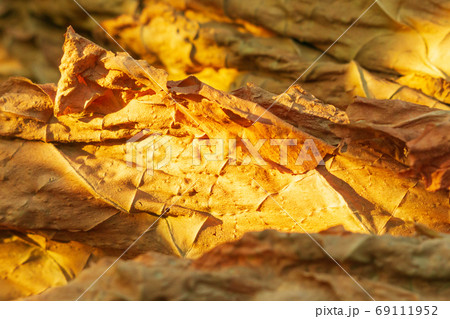 tobacco leaf under sun. Cigarette ingredient or raw material. Fermentation of tobacco 69111952