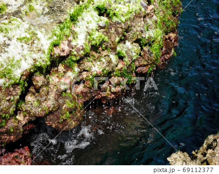 Close up of some seaweed, rock in Kenting National Park 69112377