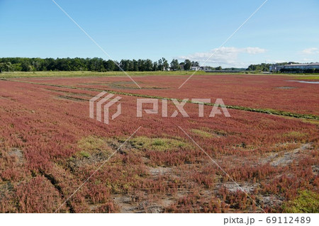 日本一サンゴ草群落地・網走国定公園 日本一サンゴ草群落地・網走国定公園 69112489