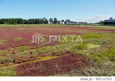 日本一サンゴ草群落地・網走国定公園 日本一サンゴ草群落地・網走国定公園 69112501