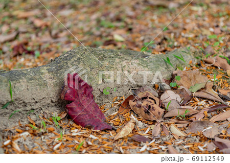 Close up shot of some dry leaves on the ground Close up shot of some dry leaves on the ground 69112549