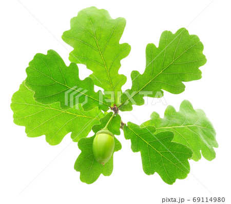 Isolated branch of oak tree 69114980