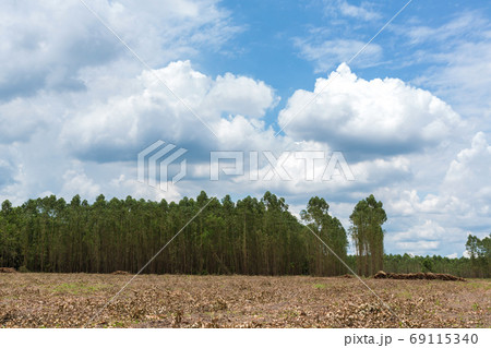 Destroying the environment. Area of illegal deforestation of vegetation native Destroying the environment. Area of illegal deforestation of vegetation native 69115340