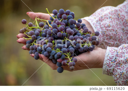 Isabella grapes in female hands. Used in winemaking Isabella grapes in female hands. Used in winemaking 69115620