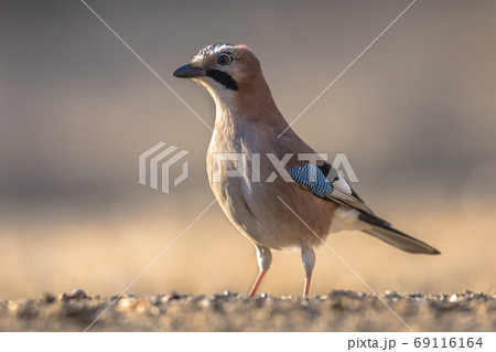 Eurasian Jay looking for food 69116164