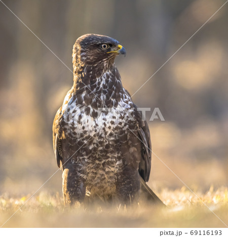 Common Buzzard looking Common Buzzard looking 69116193
