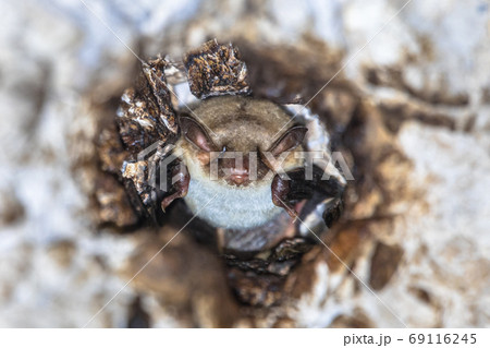 Long-fingered bat roosting 69116245