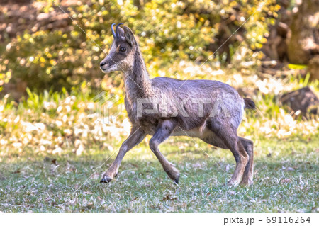 Chamois running Chamois running 69116264