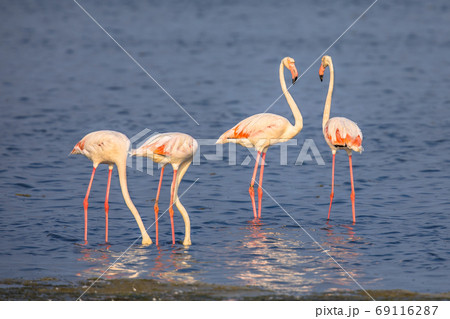 Four Flamingos feeding 69116287