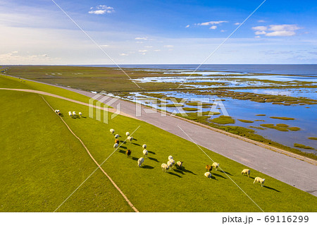 Aerial view sea dike with sheep Waddensea 69116299