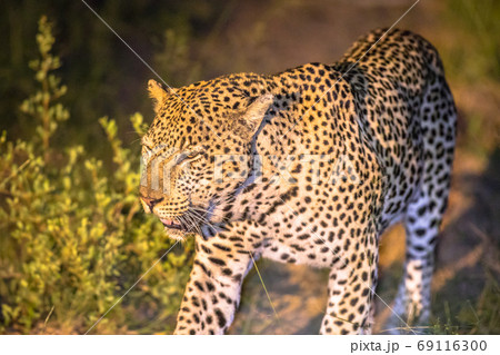 African Leopard at night 69116300