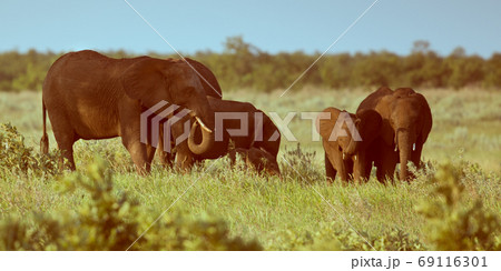 African Elephants female group 69116301