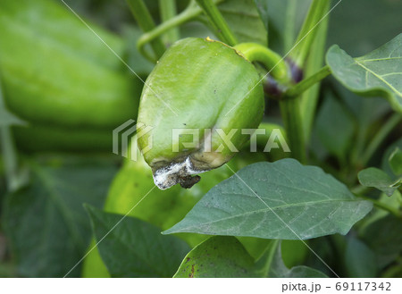 Rotten green pepper. Diseases of the capsicum and bell pepper 69117342