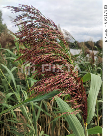 Reed grass purple feather swinging with wind near forest lake 69117988