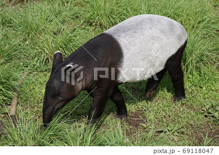 マレーバク49 69118047