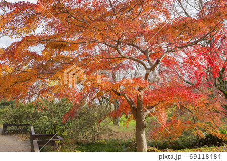 紅葉の散歩赤く染まったモミジ 69118484