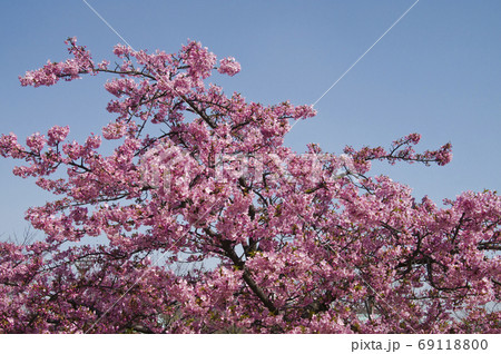 大阪にある長居公園の桜の花が満開です。 69118800