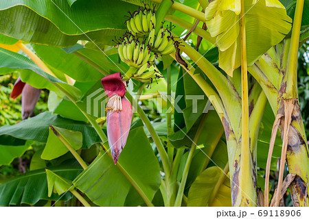 Banana flower and unripe fruits on a tree in the garden in August in Bangkok, Thailand 69118906