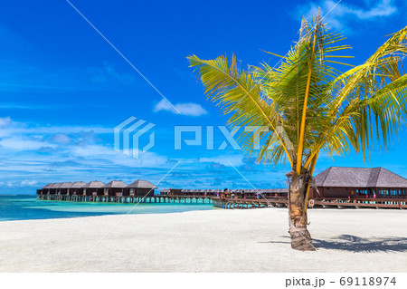 Palm tree in the Maldives 69118974