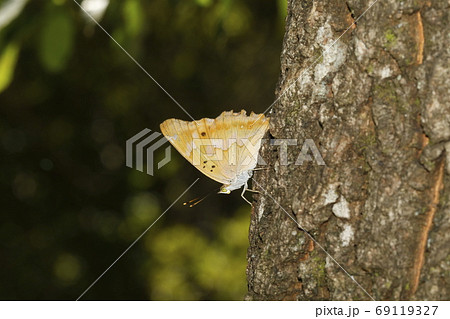 クヌギの樹液を吸うコムラサキ 69119327