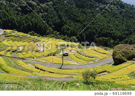 稲刈りの時期を迎えた丸山千枚田 稲刈りの時期を迎えた丸山千枚田 69119699