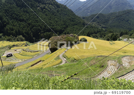 稲刈りの時期を迎えた丸山千枚田 69119700