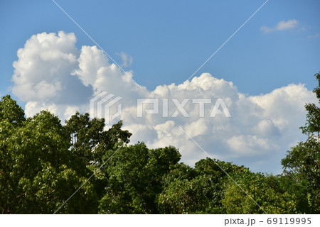 林の上の青空で成長する積乱雲 69119995