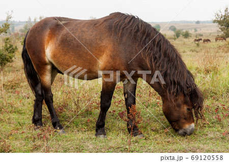 Exmoor pony wild horse on a meadow in the fall Exmoor pony wild horse on a meadow in the fall 69120558