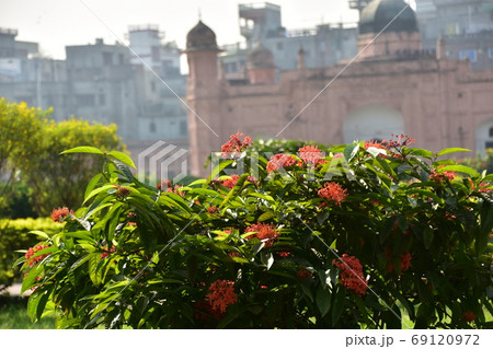 バングラデシュのダッカ　未完の城跡のラールバーグ・フォート　庭園に咲く赤い花と歴史的な古い廟 69120972
